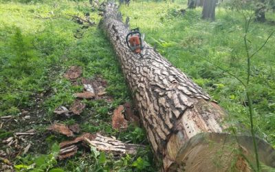 Спил и вырубка деревьев, корчевание пней - Троицкое, цены, предложения специалистов